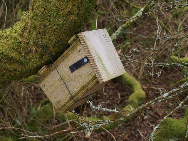 Muscardinus avellanarius Common or Hazel Dormouse Mammal Images