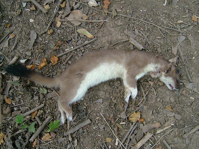 Mustela erminea Stoat Mammal Images