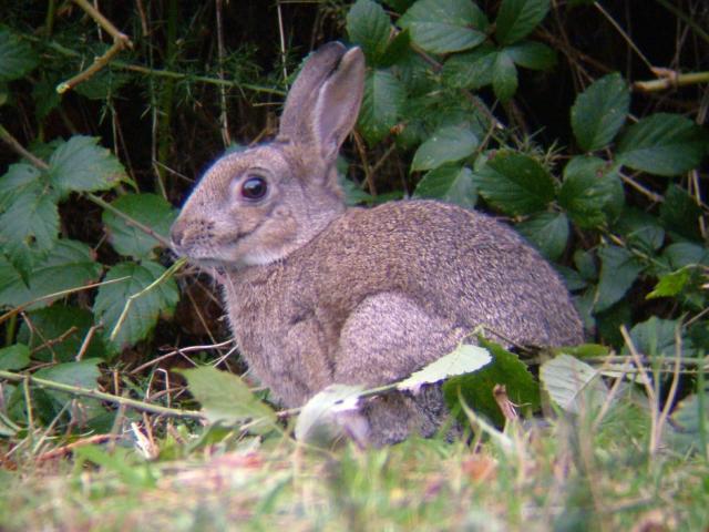 Oryctolagus cuniculus European Rabbit Mammal Images