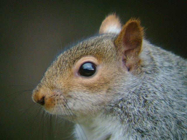 Sciurus carolinensis Grey Squirrel Mammal Images