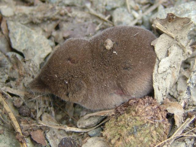 Sorex minutus Pygmy Shrew Mammal Images