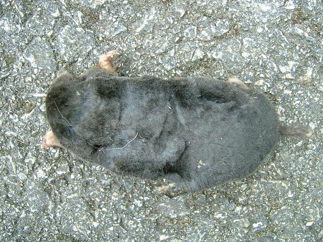 Talpa europaea Common or European Mole Mammal Images