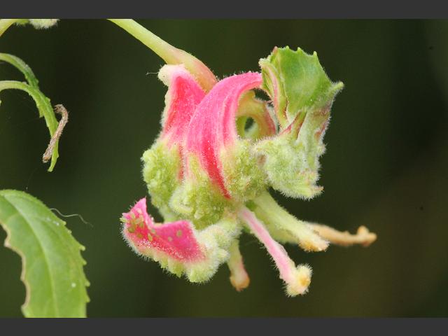 Aculops fuchsiae Fuchsia Gall Mite Images