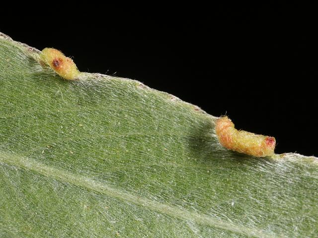 Aculus craspedobius Willow leaf gall Images