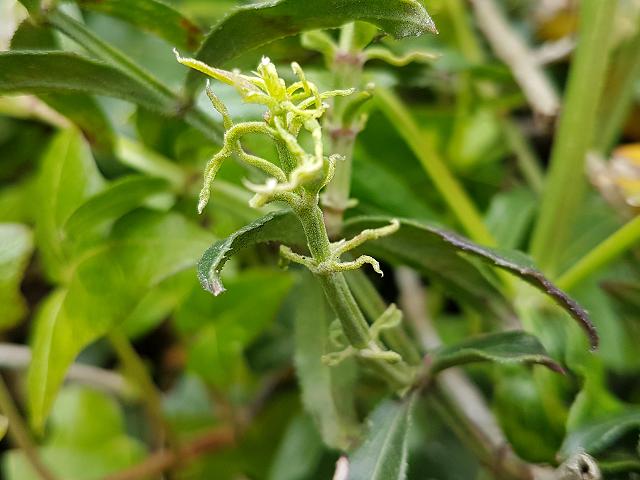 Aculus rubiae gall mite of Rubia peregrina wild madder Images