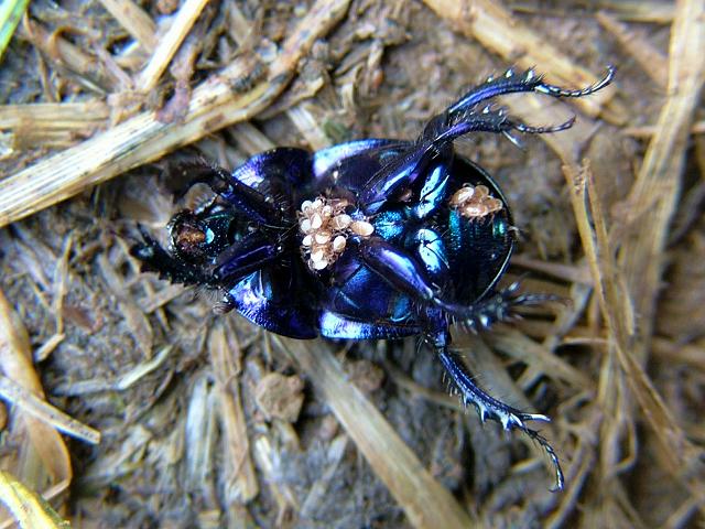 Deutonymphs on D'or beetle family parasitidae Mite Images