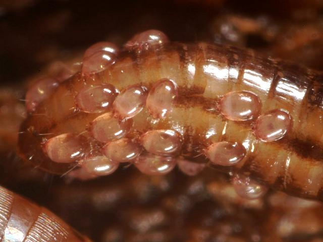 hypopi and hypopus headless Deutonymphs of Astigmatina mites possibly family Acaridae on millipedes Images