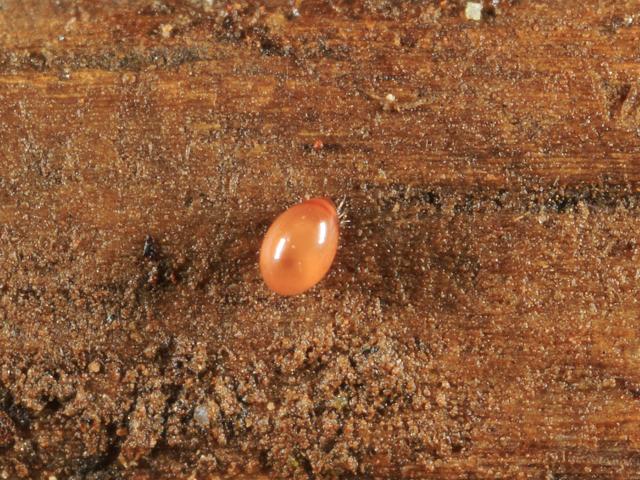 Infra order Euptyctima Cohort Mixonomata Box Mite Images