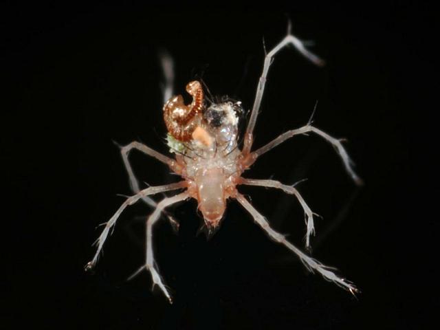 Family Damaeidae nymph fungivore fungus Ramaria stricta Oribatid Mite Images
