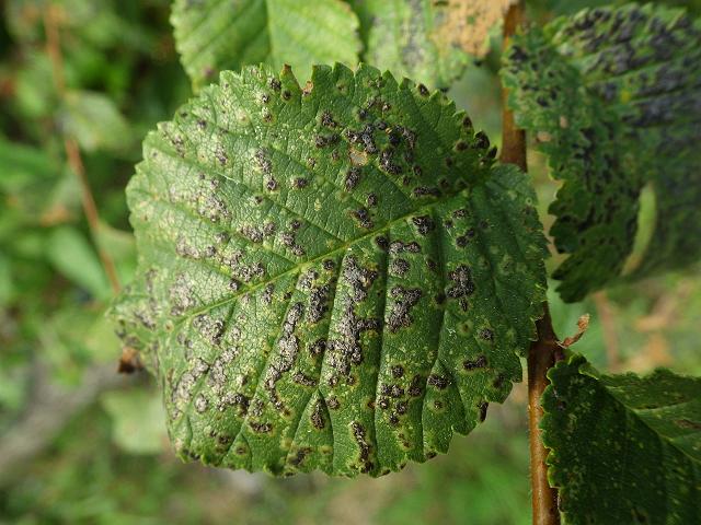 Aceria campestricola ulmicola Small leaved Elm Ulmus pustule Common Leaf Gall Mite Images