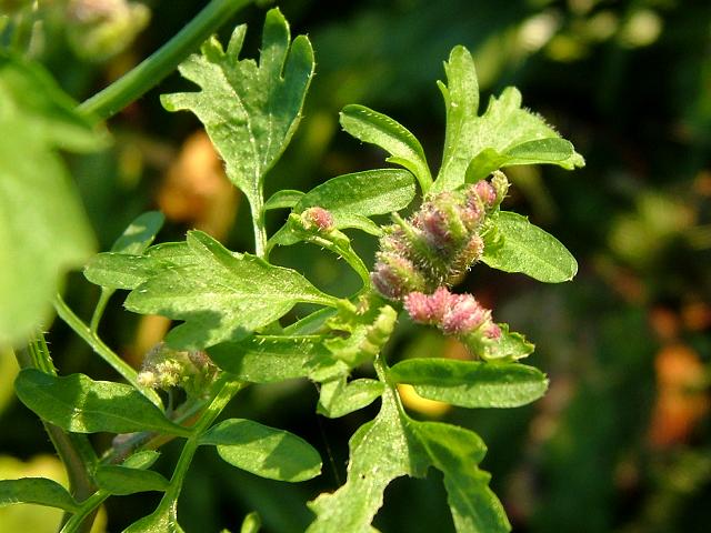 Aceria drabae Cardamine Bittercress Gall Mite Images