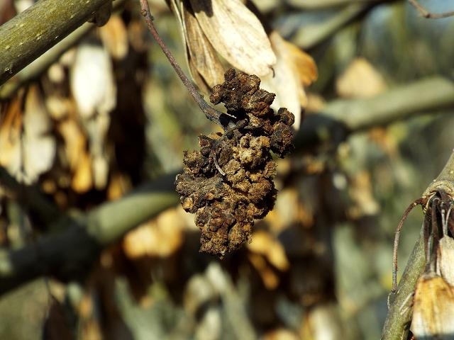 Aceria fraxinivorus Cauliflower gall mite or Ash key gall Images