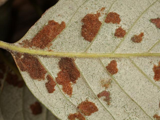 Aceria ilicis Felt Gall Mite Holm Oak Quercus ilex Images