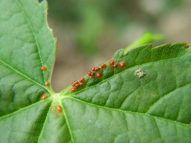 Aceria macrorhynchus Gall Mite Images