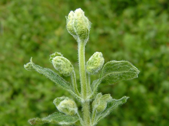 Aceria origani Origanum Gall Mite Images