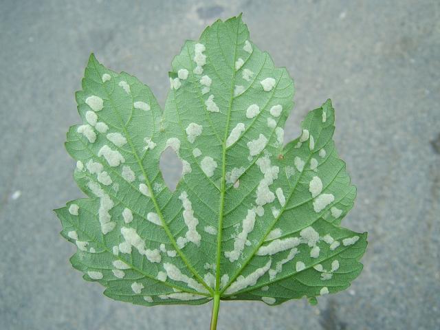 Aceria pseudoplatani Felt Gall Mite Images