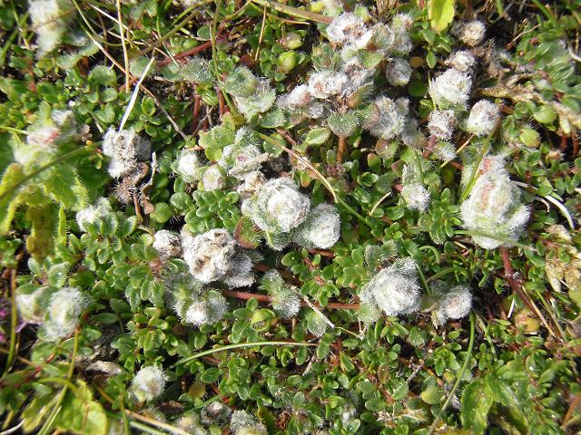 Aceria thomasi Thyme gall mite Images