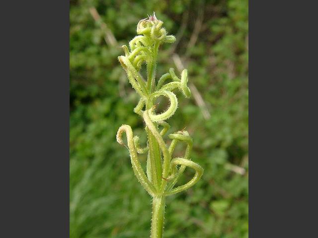 Cecidophyes rouhollahi galii Bedstraw Gall Mite Images