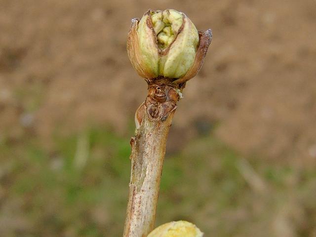 Cecidophyopsis ribis Blackcurrant Big Bud Mite Images