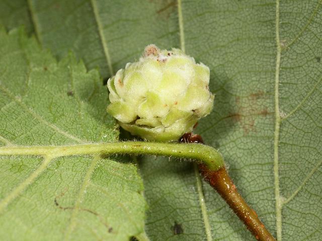 Eriophyes avellanae Hazel Big bud gall mite Images