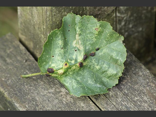 Eriophyes inangulis Alder Leaf Gall Mite Images