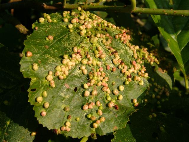 Eriophyes laevis Alder Leaf Gall Mite Images