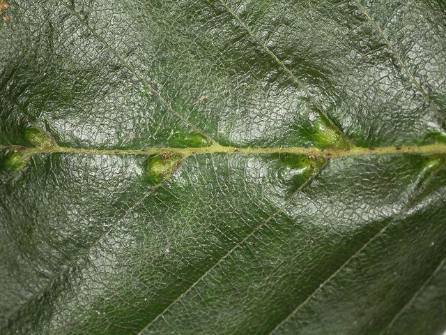 Eriophyes leionotus Birch leaf gall mite Images