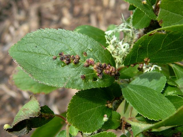 Eriophyes padi Plum Leaf Cherry Pouch Gall Mite Blackthorn Prunus spinosa Images