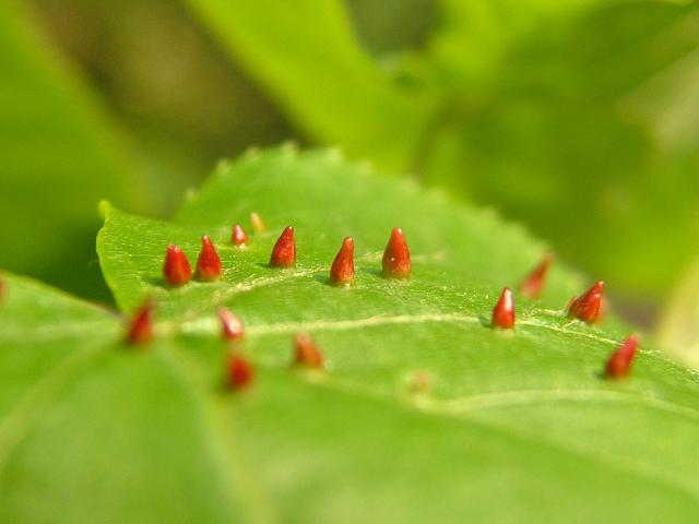 Eriophyes tiliae Lime Leaf Gall Mite Images