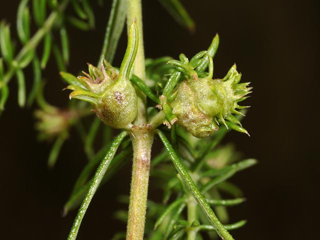 Geocrypta galii Gall Mite Galium verum Images