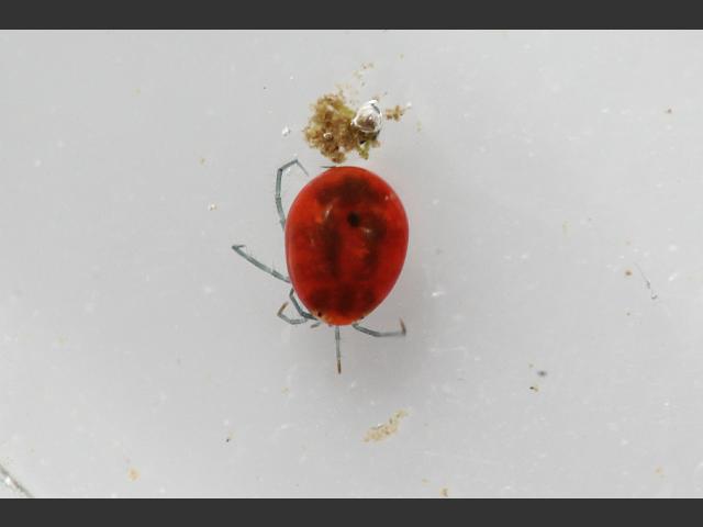 Aceria thomasi Thyme Gall Mite Mite and Tick Images