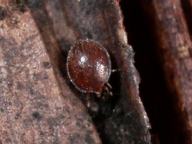 Uropodidae Urpodine Turtle Mite Mesostigmata Images