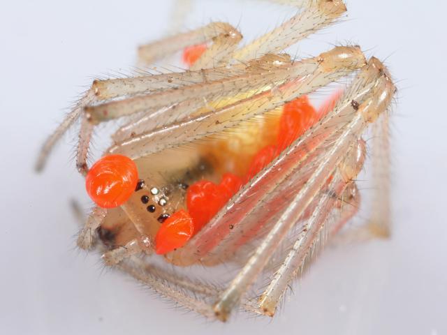 Leptus species Phoretic Mite and Tick Images