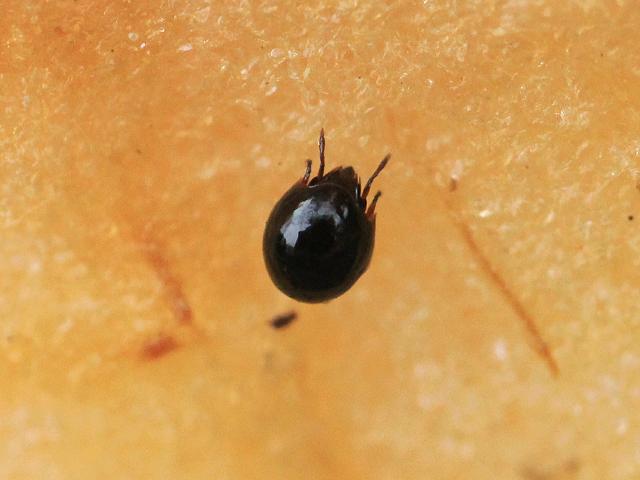 Poronoticine oribatid mite Euzetes globulus Oribatida Brachypylina Poronoticae Images