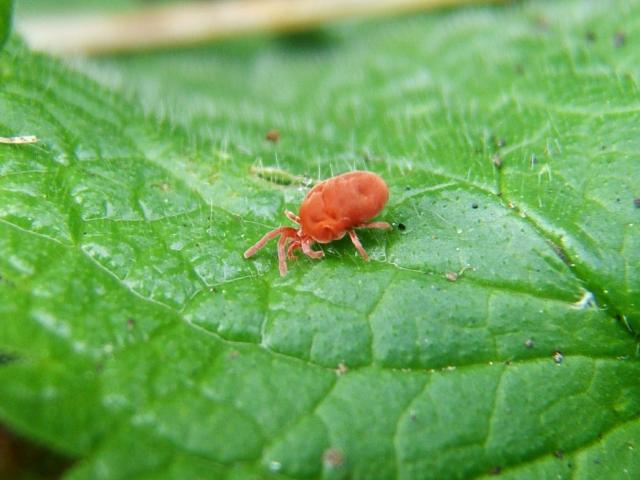 Trombidium holocericeum Red Velvet or Earth Mite Mite and Tick Images