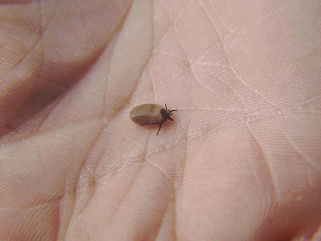 Ixodes hexagonus Hedgehog Tick Mites and Ticks