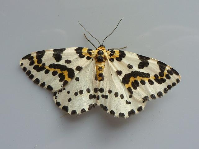 Abraxas grossulariata The Magpie Moth Images