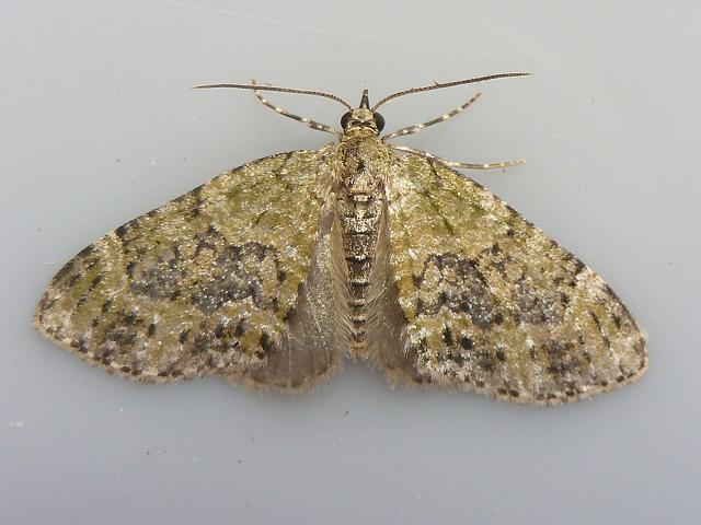 Acasis viretata Yellow-barred Brindle Moth Images