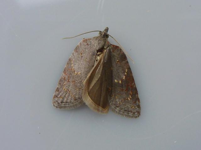 Acleris sparsana Tortrix Moth images