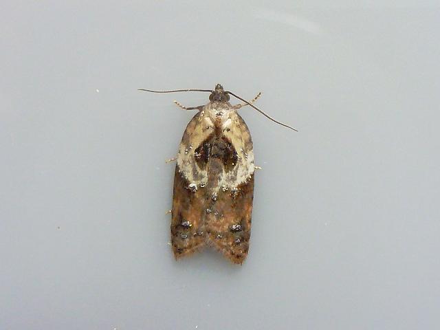 Acleris variegana Garden Rose Tortrix Moth images