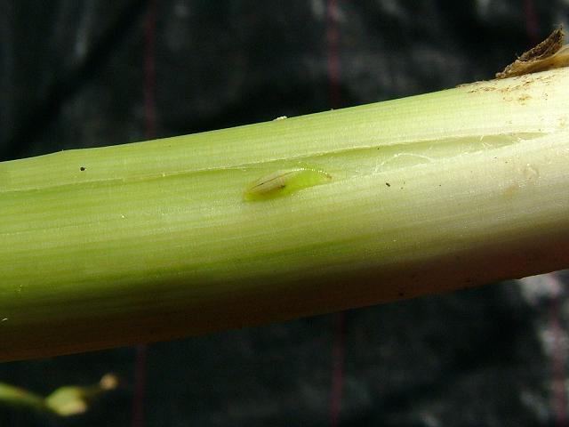 Acrolepiopsis assectella Leek Moth