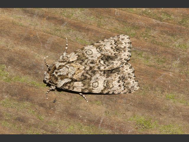 Acronicta megacephala Poplar Grey caterpillar Moth Images