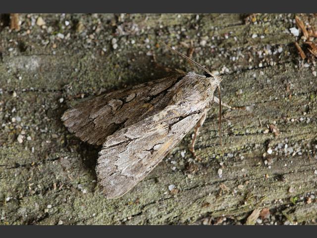 Acronicta psi Grey Dagger caterpillar Moth Images