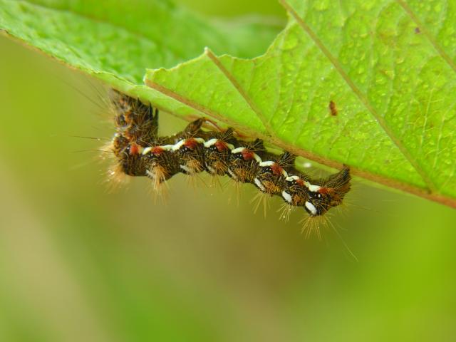 Acronicta rumicis Knot Grass Moth caterpillar Images