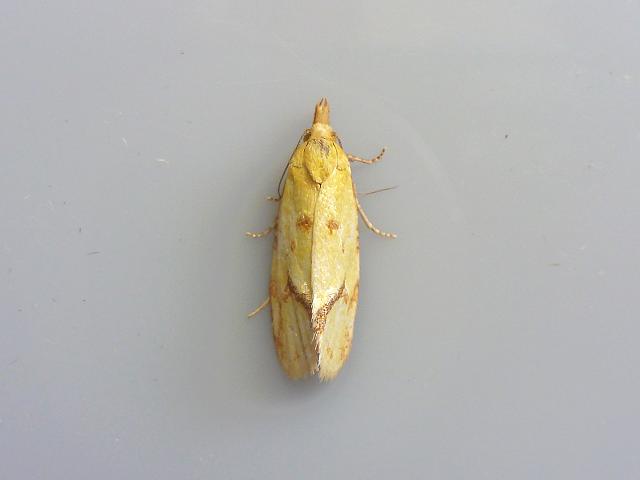Agapeta hamana Tortrix moth Images