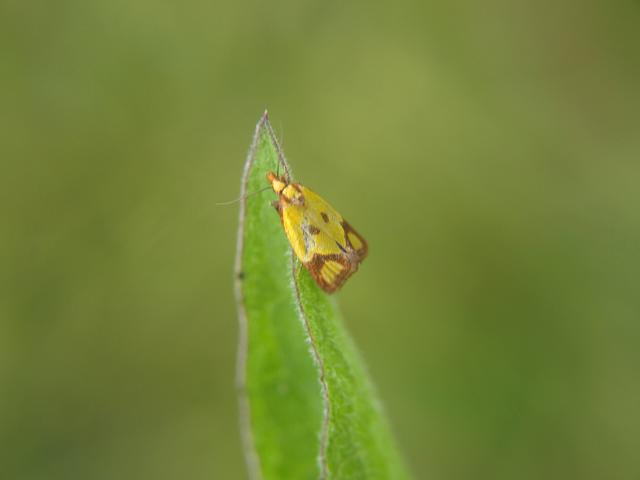 Agapeta zoegana Tortrix moth Images