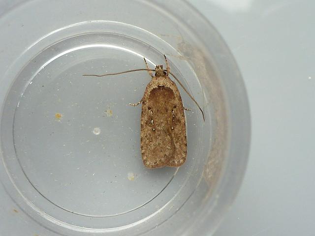 Agonopterix heracliana Micro moth Moth Images