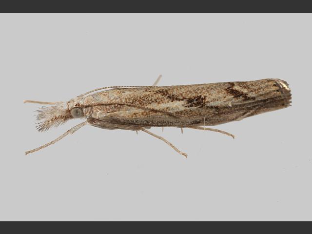 Agriphila geniculea Crambid Moth Images