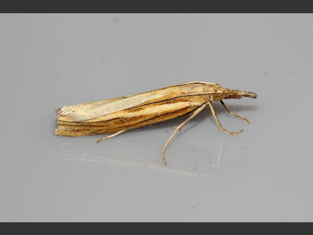 Agriphila tristella Crambid Moth Images