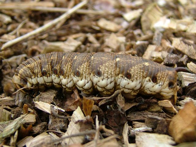 Agrius convolvuli Convolvulus Hawk Moth